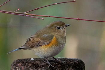 ルリビタキ 馬見丘陵公園 2021年1月30日(土)