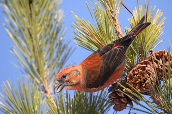 Sat, 1/30/2021 Birding report at 北海道 函館市 東山