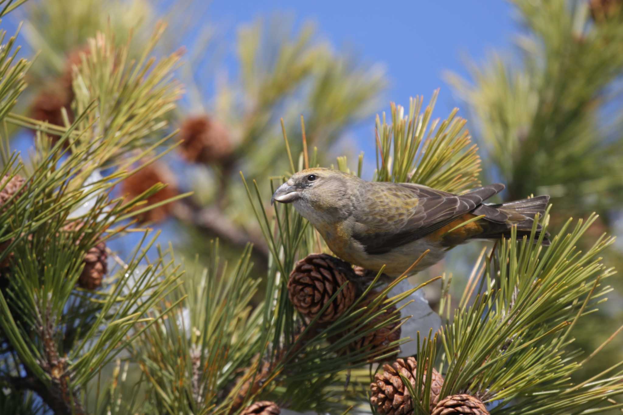 Red Crossbill