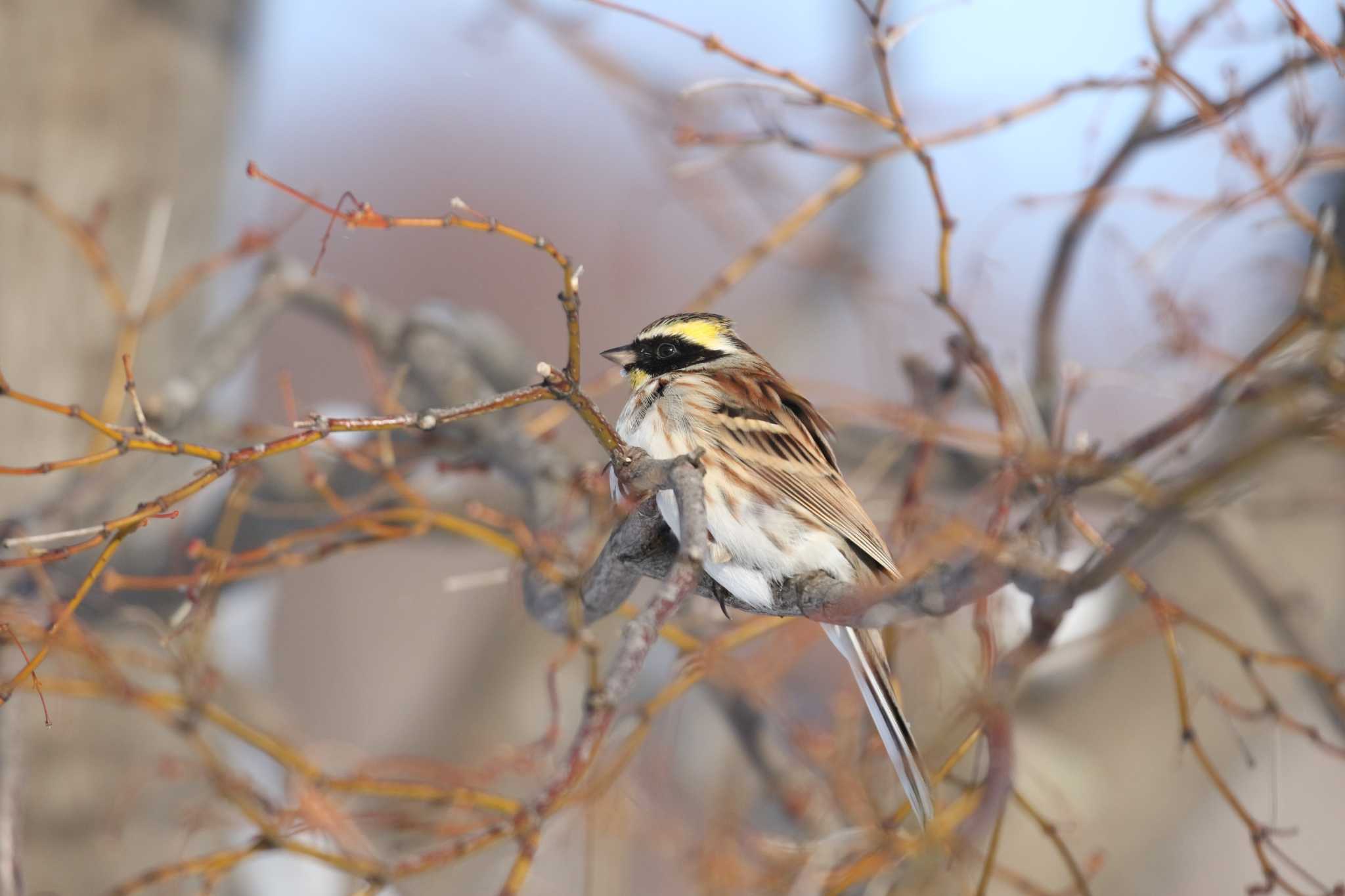 Yellow-throated Bunting