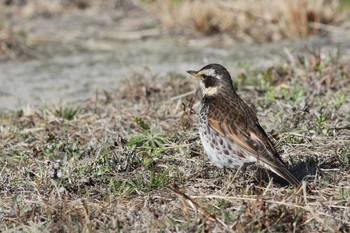 Sat, 1/30/2021 Birding report at Gonushi Coast