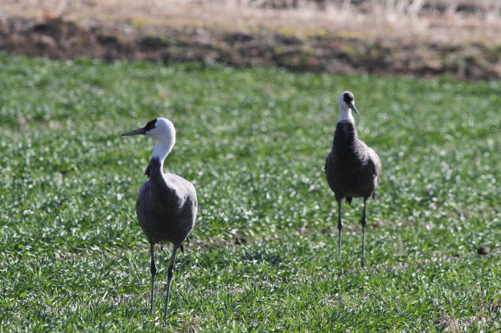 Photo of Hooded Crane at Gonushi Coast by サンダーバード