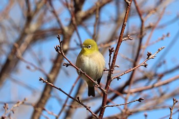 メジロ 西宮市鳴尾浜 2021年1月30日(土)