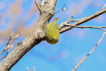 メジロ 西宮市鳴尾浜 2021年1月30日(土)