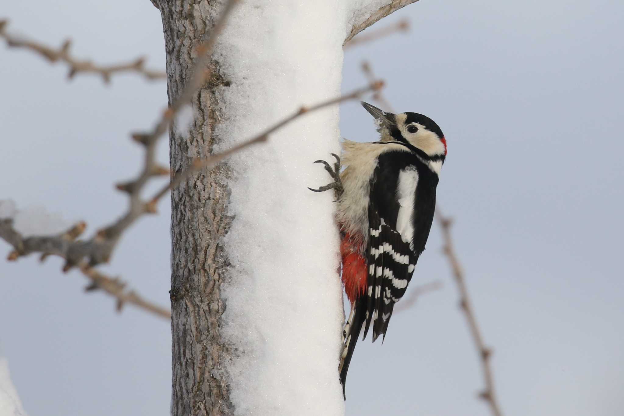 Great Spotted Woodpecker(japonicus)