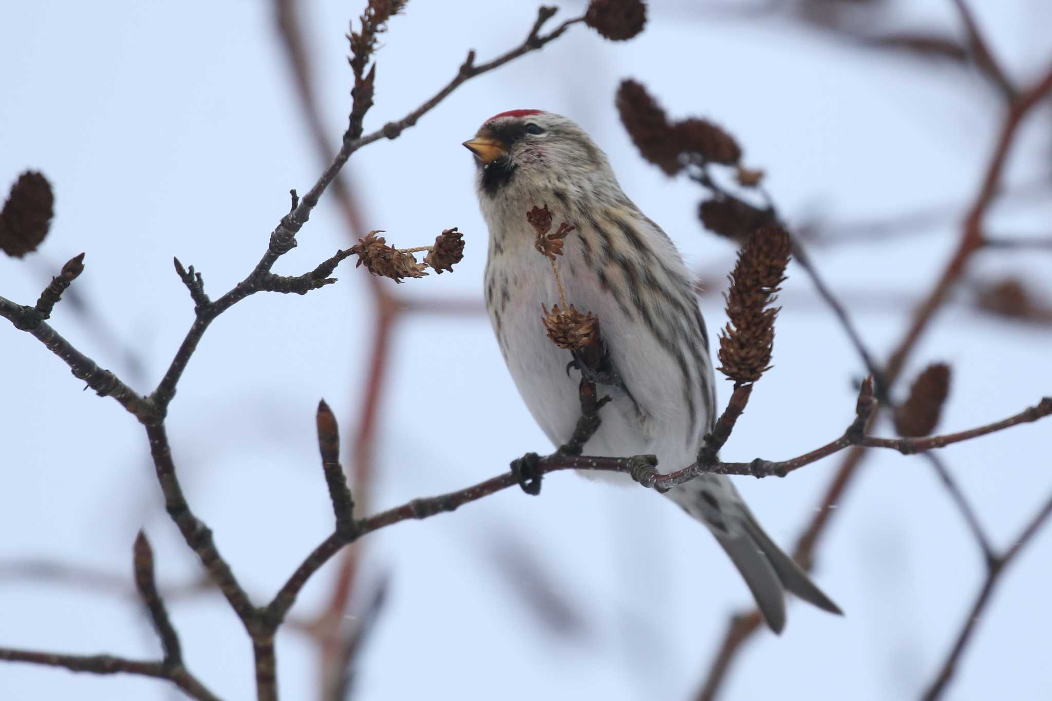 Common Redpoll