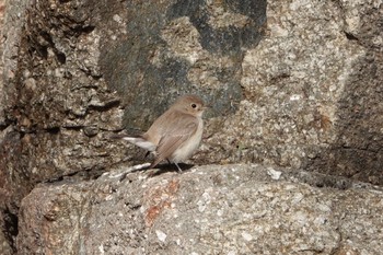 Red-breasted Flycatcher 東京都 Sun, 1/3/2021