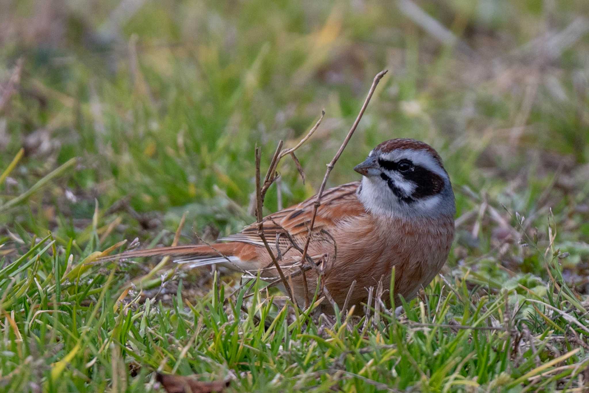 Photo of Meadow Bunting at 馬見丘陵公園 by veritas_vita