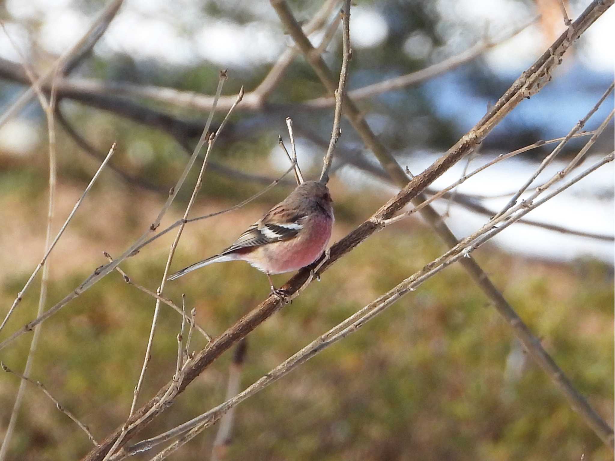 Photo of Siberian Long-tailed Rosefinch at Aobayama Park by くーちゃんねる