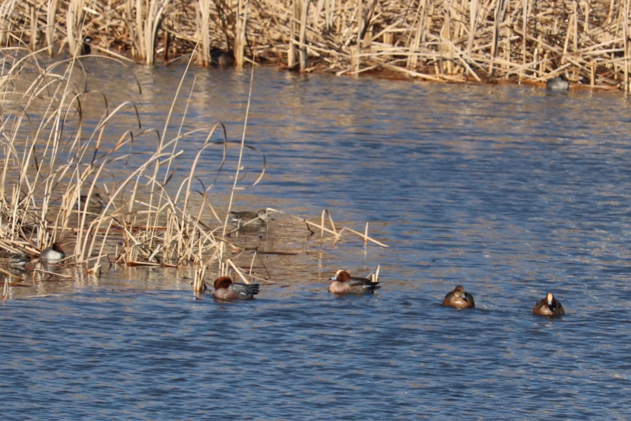 Photo of American Wigeon at 浮島ヶ原自然公園 by monsuke