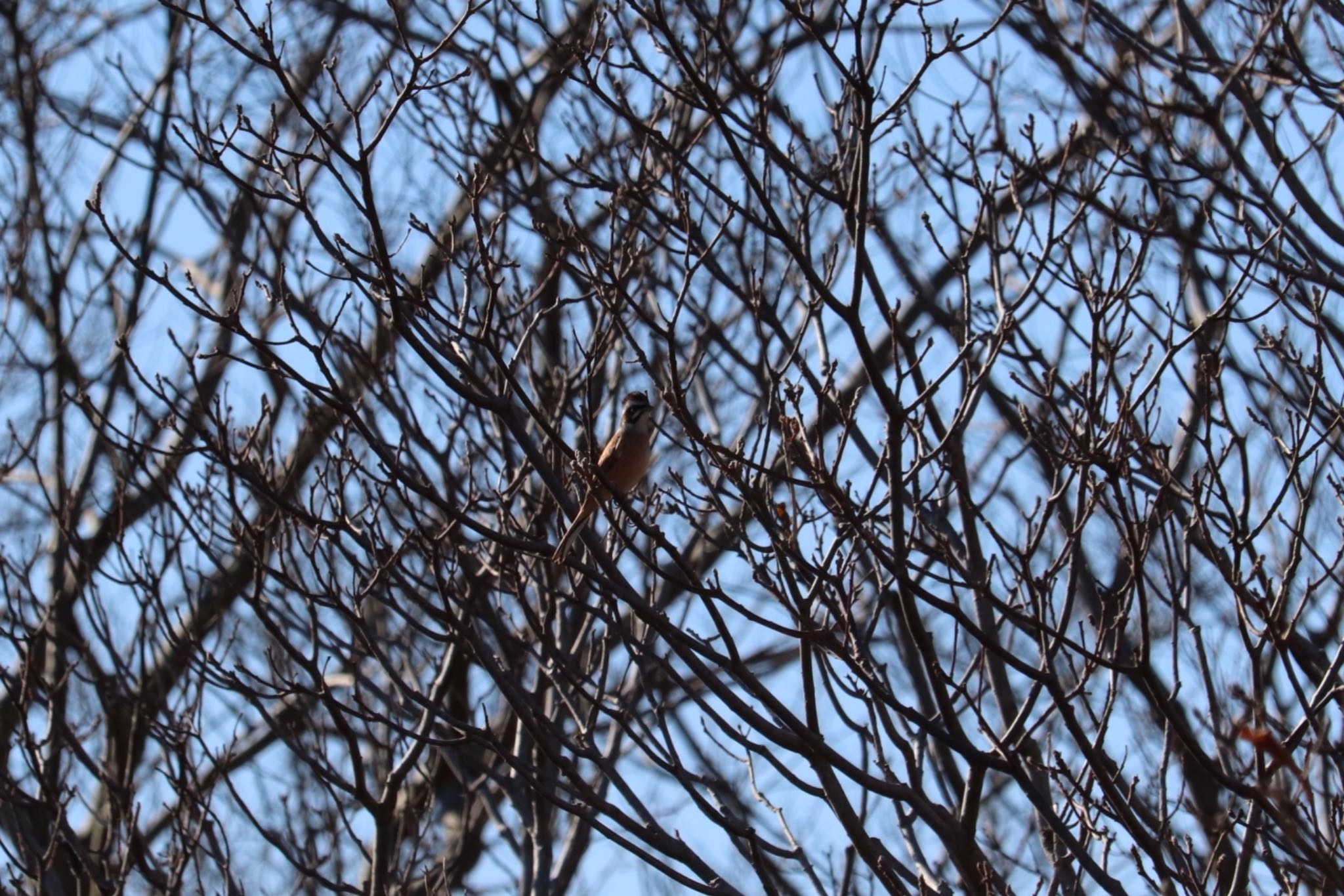 Photo of Meadow Bunting at 浮島ヶ原自然公園 by monsuke