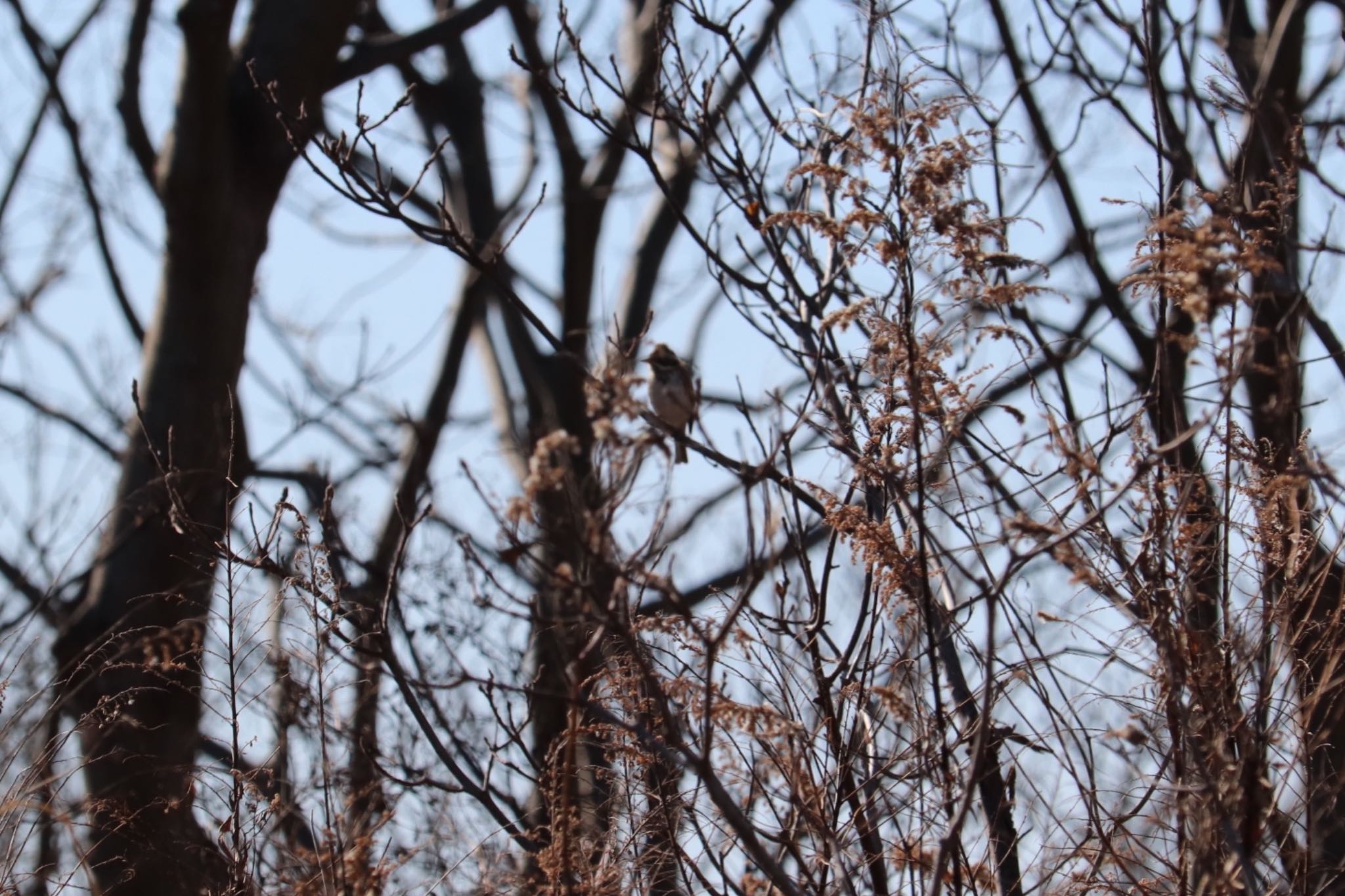 Photo of Rustic Bunting at 浮島ヶ原自然公園 by monsuke