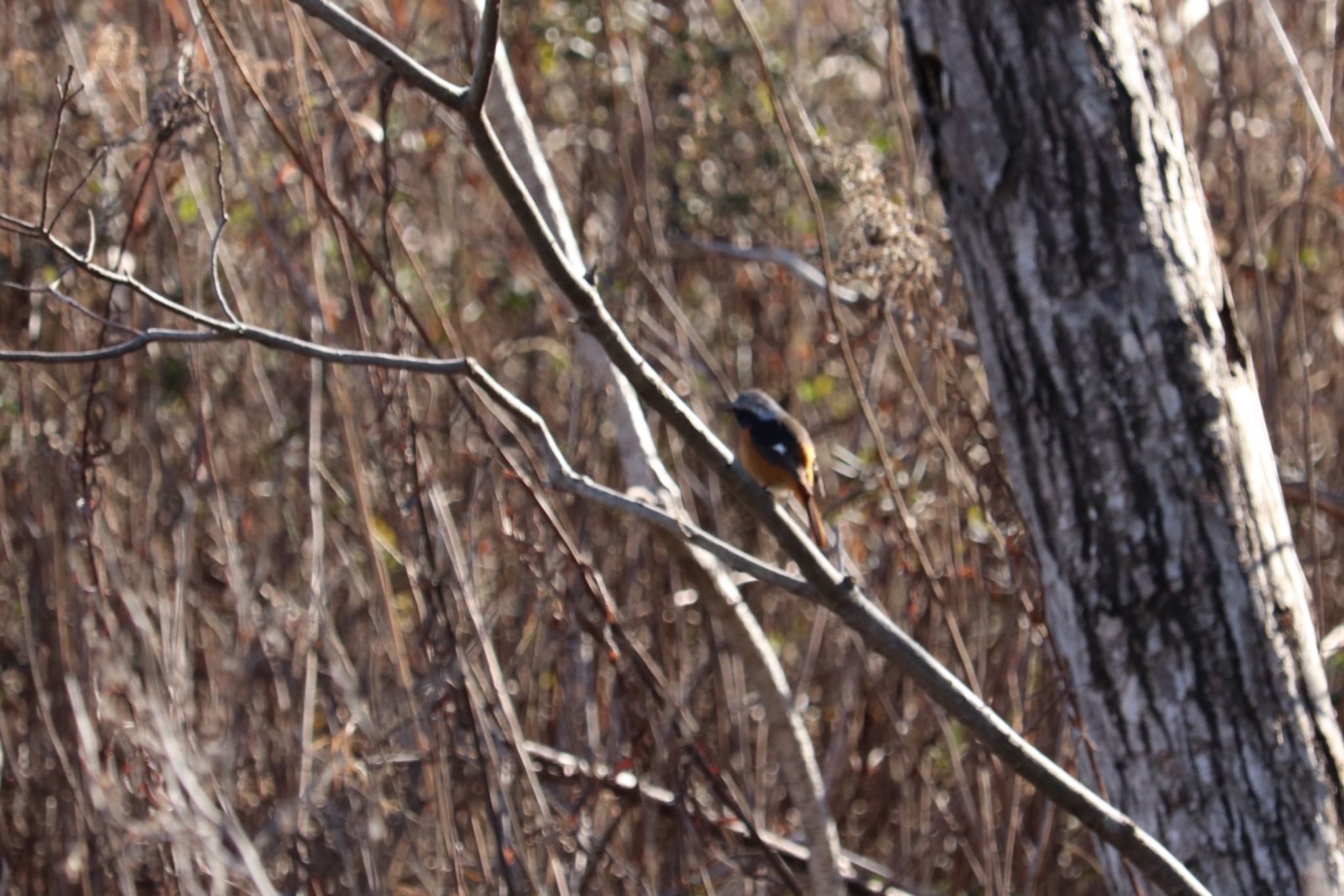 Photo of Daurian Redstart at 浮島ヶ原自然公園 by monsuke