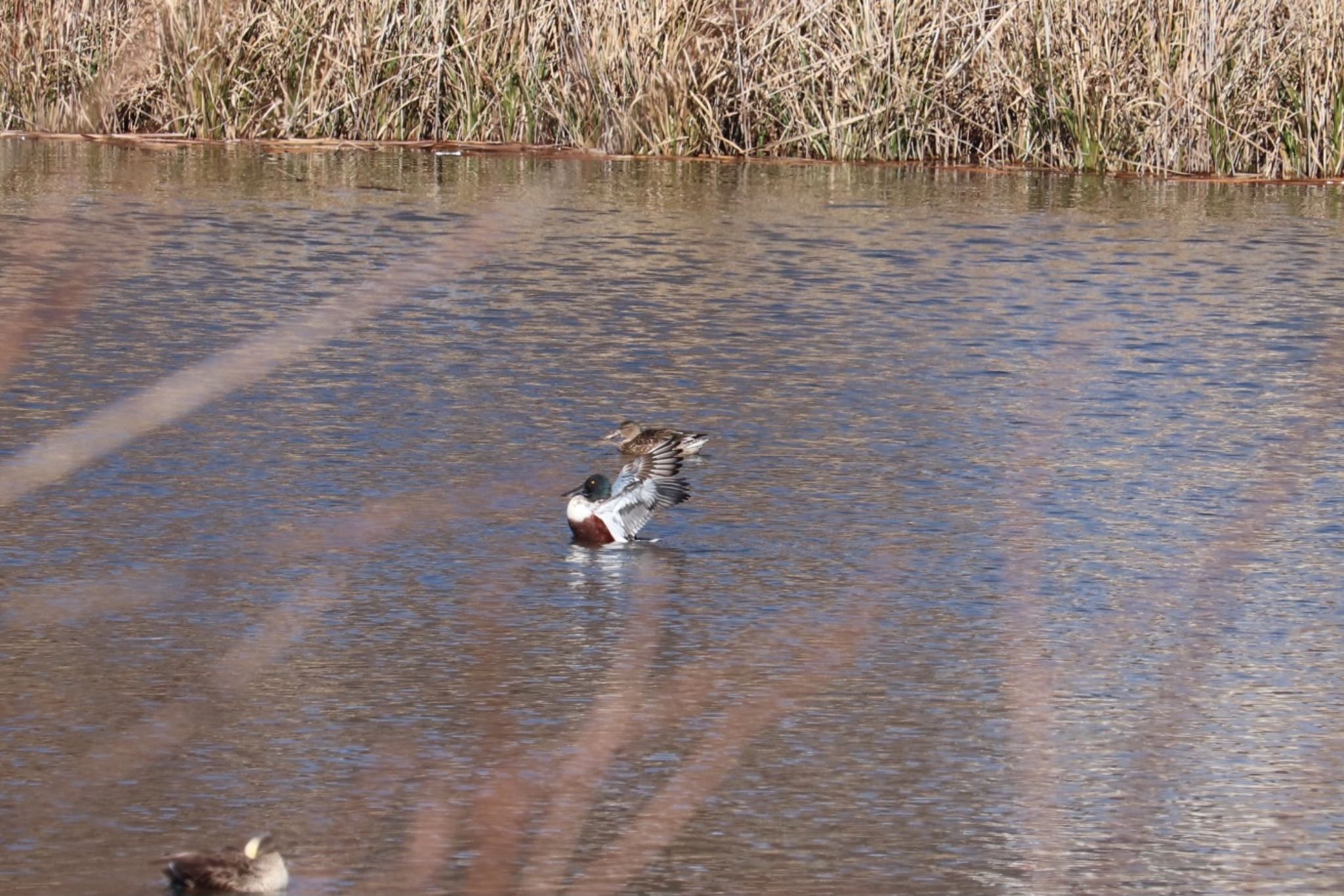 Photo of Northern Shoveler at 浮島ヶ原自然公園 by monsuke