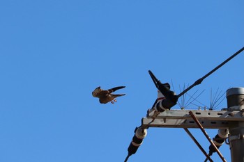 チョウゲンボウ 浮島ヶ原自然公園 2021年1月30日(土)