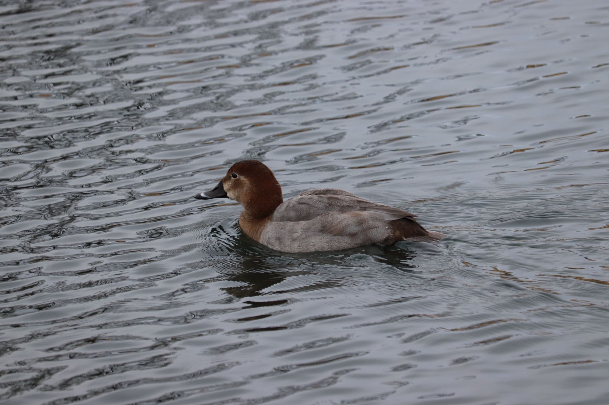 Common Pochard