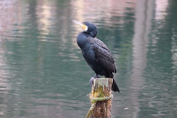 カワウ 中郷温水池(三島市) 2021年1月23日(土)