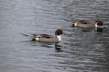 オナガガモ 中郷温水池(三島市) 2021年1月23日(土)