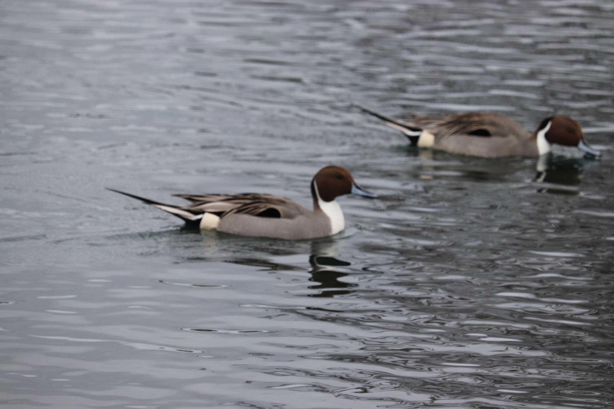 Northern Pintail