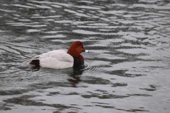 ホシハジロ 中郷温水池(三島市) 2021年1月23日(土)