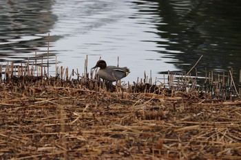 Sat, 1/23/2021 Birding report at 中郷温水池(三島市)