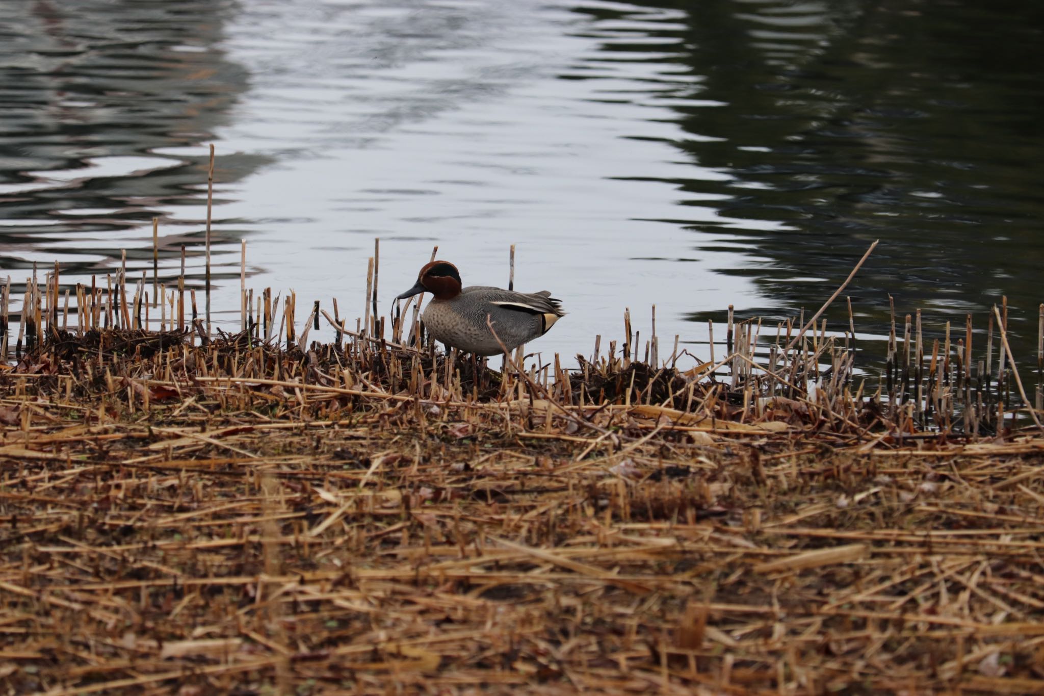 Eurasian Teal