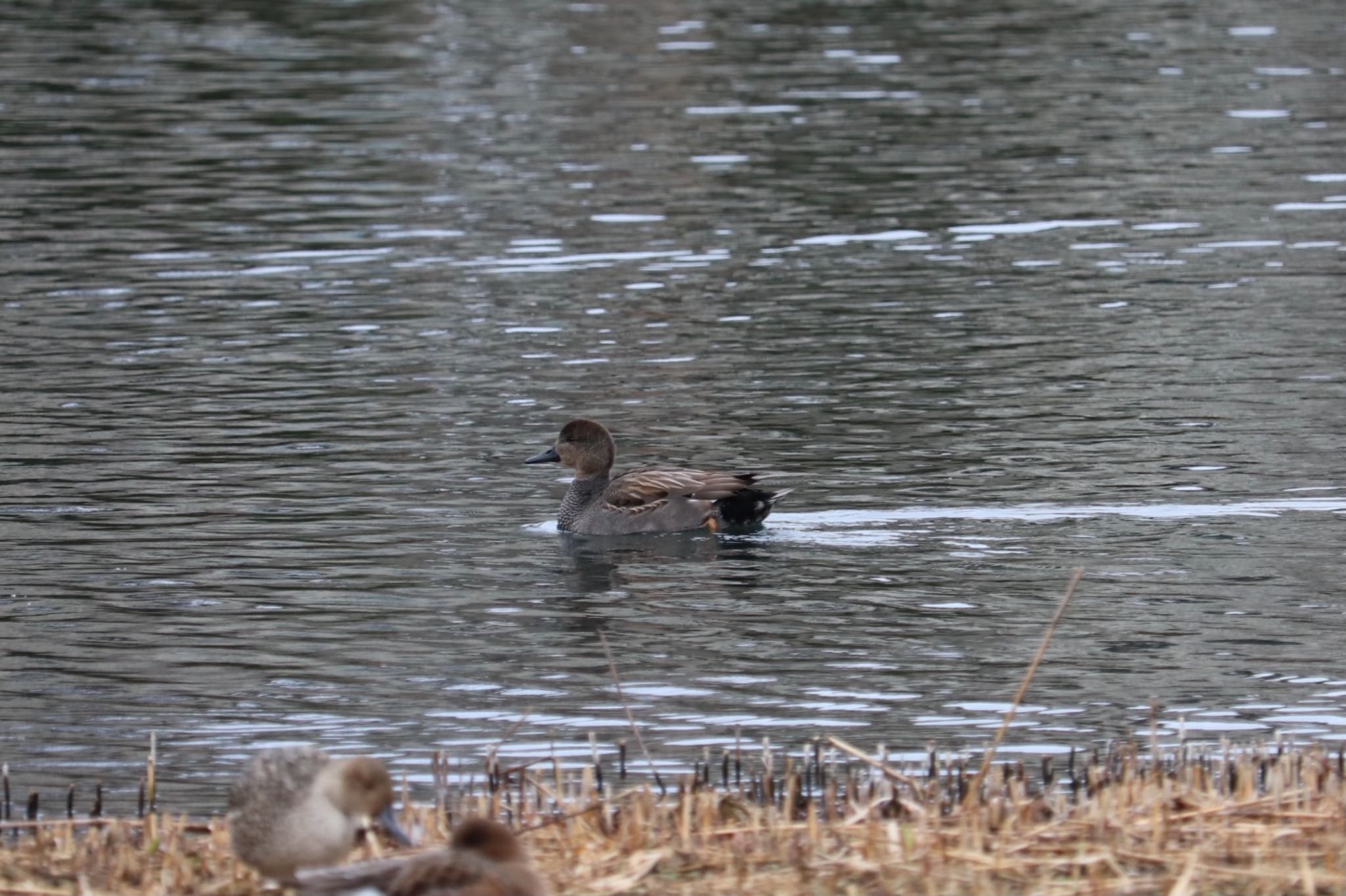 Gadwall