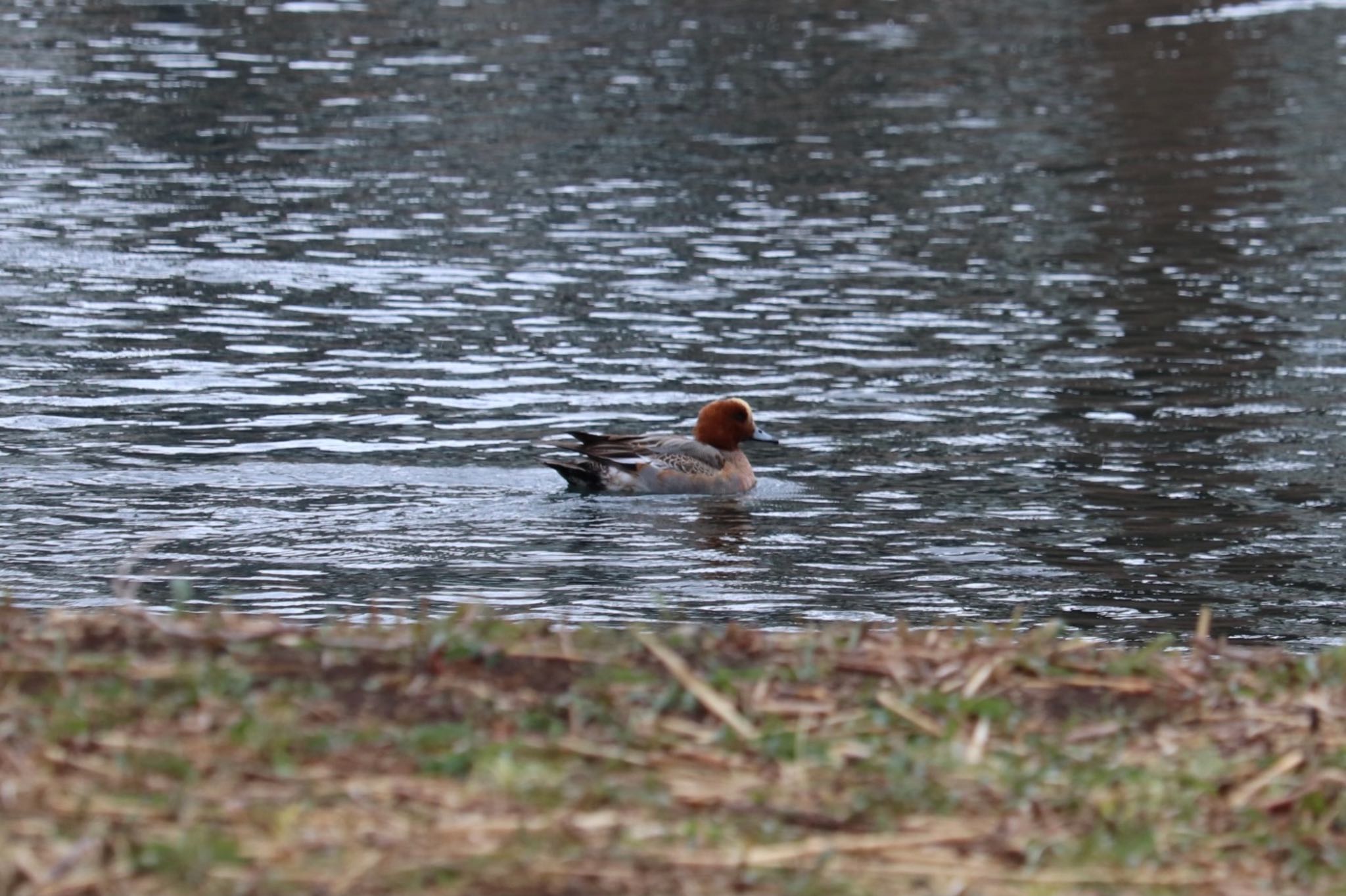 Eurasian Wigeon