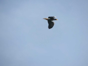 Sat, 1/30/2021 Birding report at 勇払原野