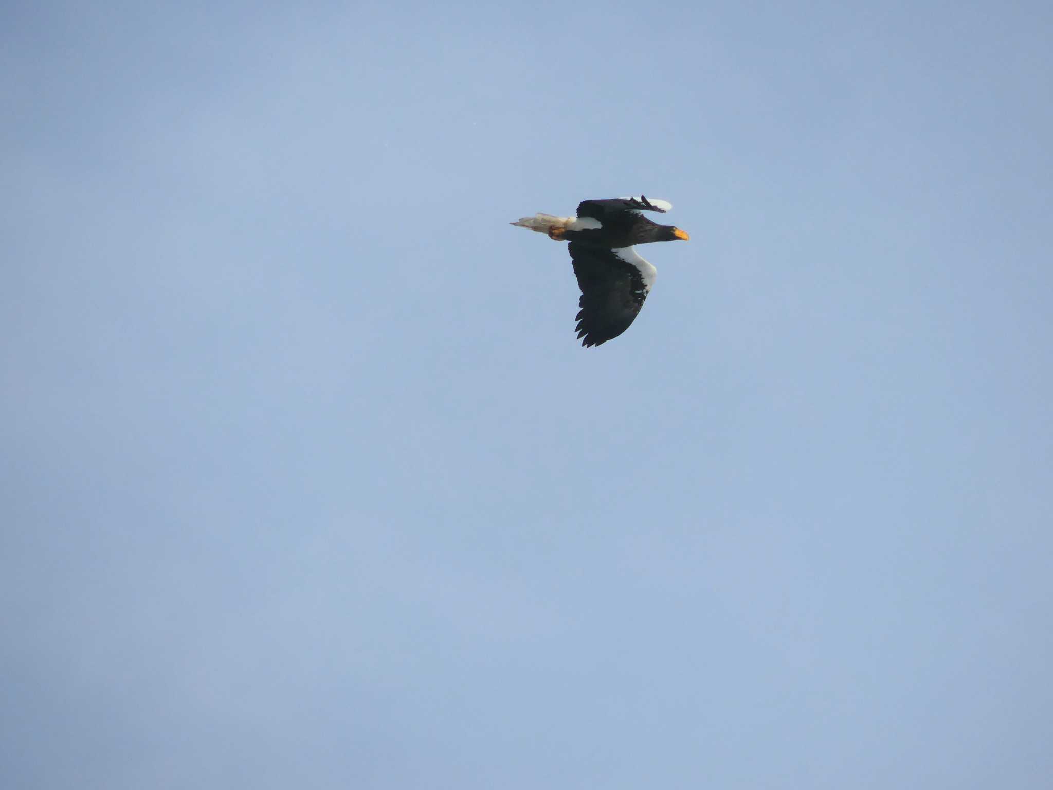 Steller's Sea Eagle