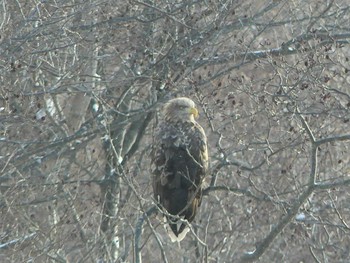 White-tailed Eagle 勇払原野 Sat, 1/30/2021