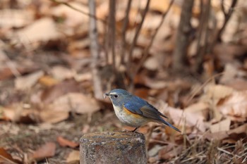 Red-flanked Bluetail Unknown Spots Sat, 1/30/2021