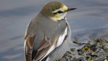 Tue, 1/26/2021 Birding report at 恩田川