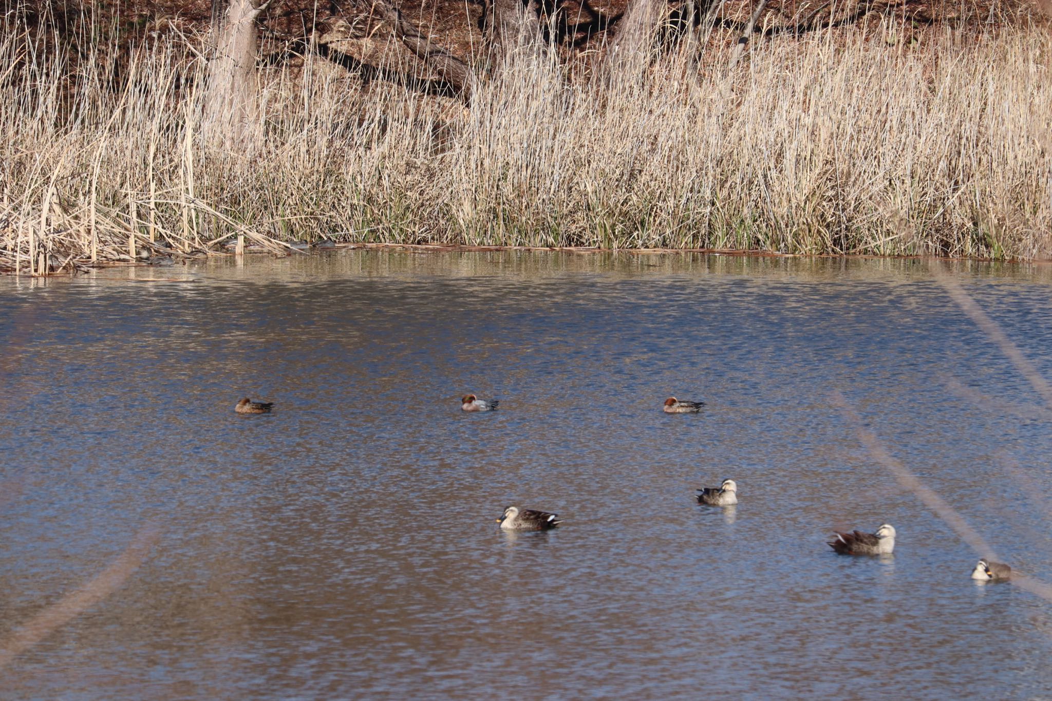 Photo of American Wigeon at 浮島ヶ原自然公園 by monsuke