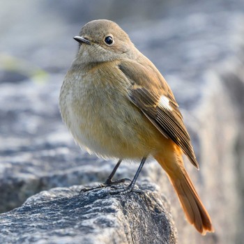 Daurian Redstart Hattori Ryokuchi Park Sat, 1/30/2021