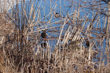 Sat, 1/30/2021 Birding report at 浮島ヶ原自然公園