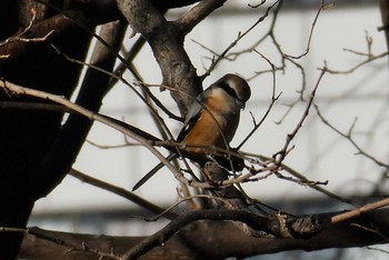 Bull-headed Shrike 赤羽自然観察公園 Sat, 1/30/2021