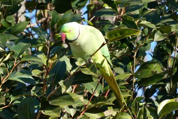 Indian Rose-necked Parakeet 赤羽自然観察公園 Sat, 1/30/2021