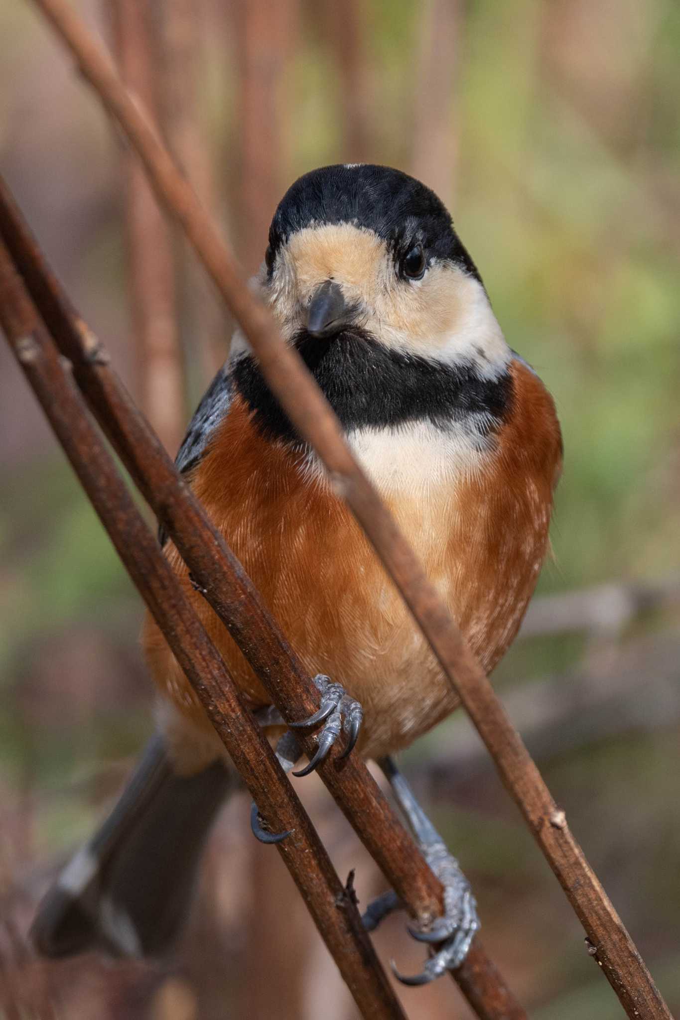 Photo of Varied Tit at 馬見丘陵公園 by veritas_vita