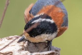 Varied Tit 馬見丘陵公園 Sat, 1/30/2021