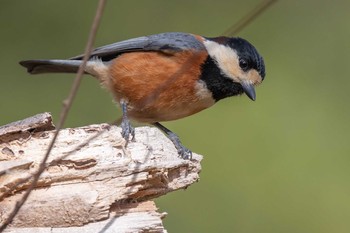 Varied Tit 馬見丘陵公園 Sat, 1/30/2021