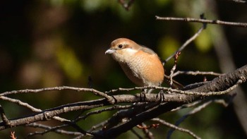 Sat, 1/30/2021 Birding report at Koishikawa Botanical Garden(University of Tokyo)