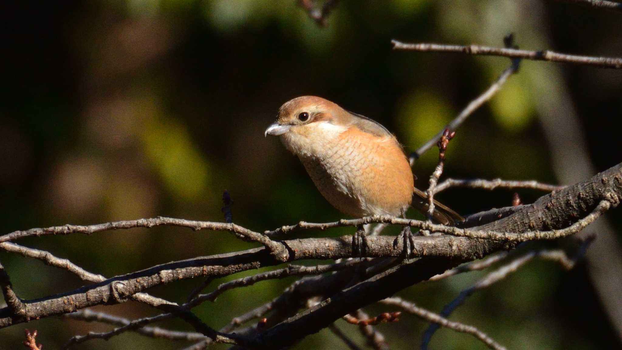 Photo of Bull-headed Shrike at Koishikawa Botanical Garden(University of Tokyo) by 80%以上は覚えてないかも