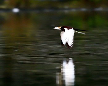 Pheasant-tailed Jacana Unknown Spots Sun, 8/21/2016