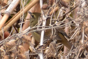 2021年1月28日(木) 芝川第一調節池(芝川貯水池)の野鳥観察記録