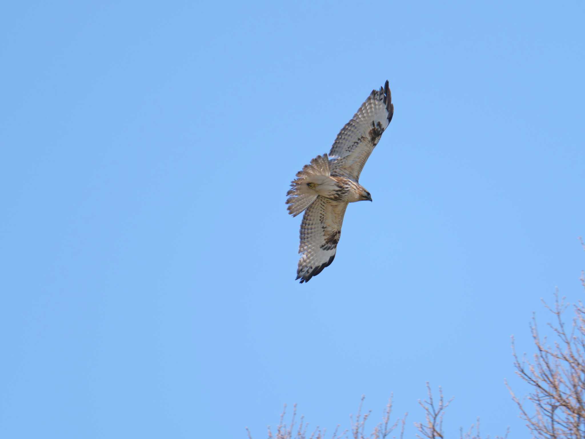 Photo of Eastern Buzzard at 金ヶ崎公園(明石市) by 禽好き