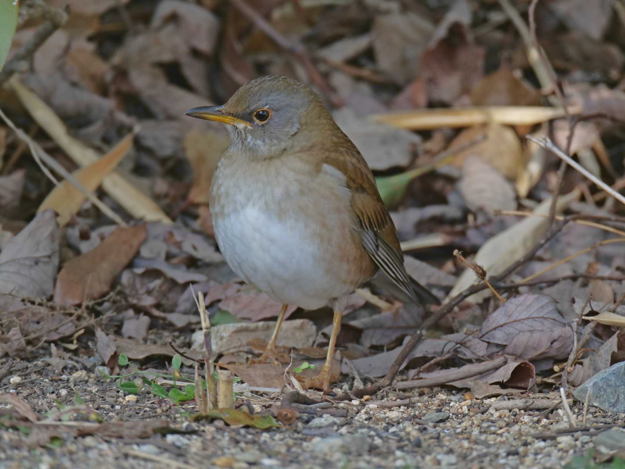 Photo of Pale Thrush at 金ヶ崎公園(明石市) by 禽好き