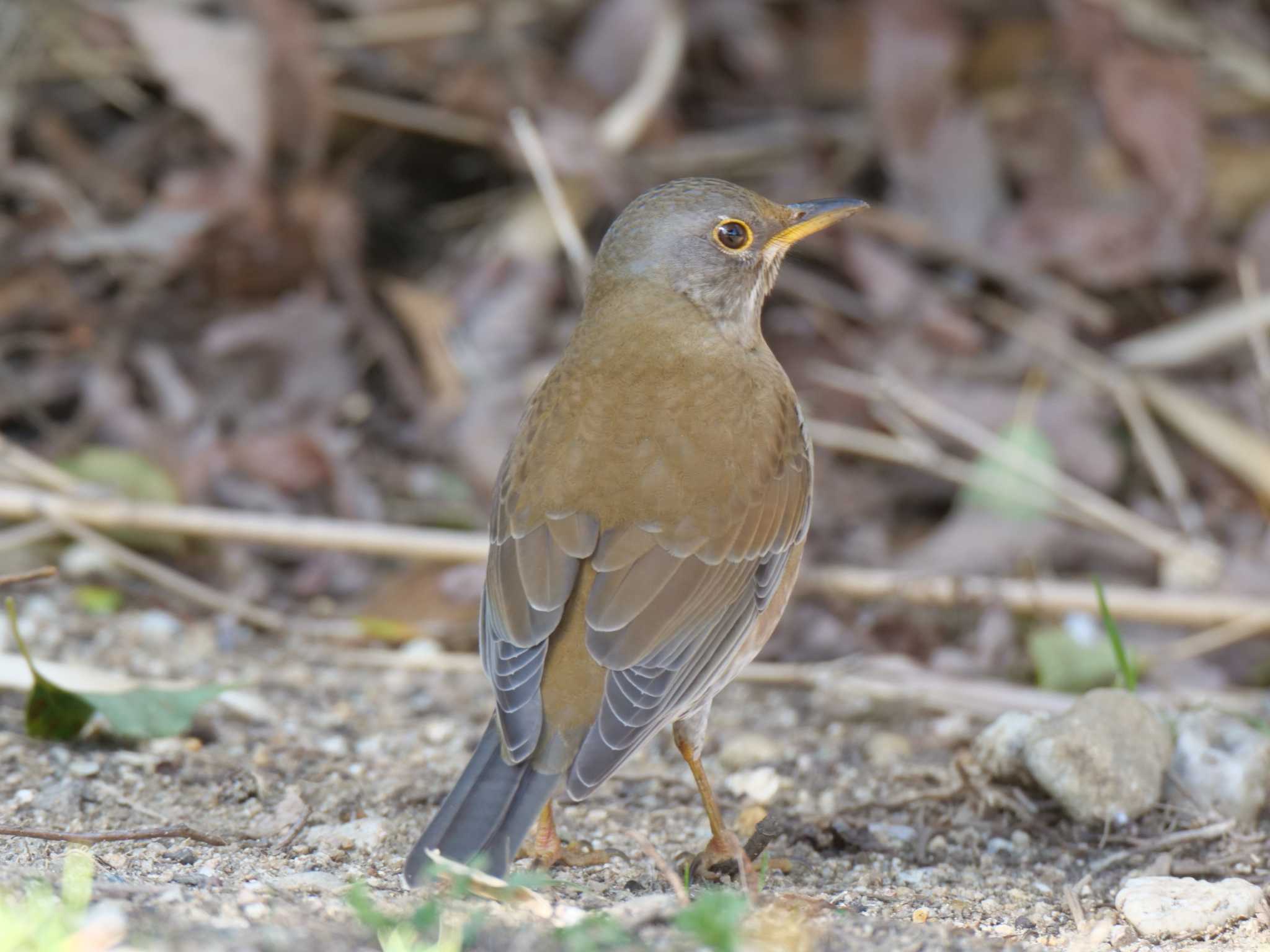 Photo of Pale Thrush at 金ヶ崎公園(明石市) by 禽好き