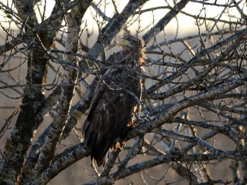 2016年12月3日(土) 十勝川河口の野鳥観察記録