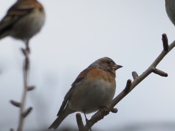 Brambling 日岡山公園 Sat, 1/30/2021